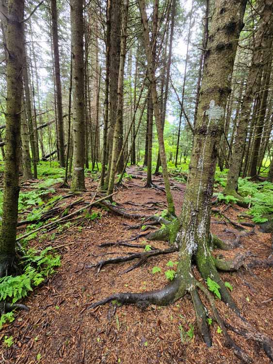 hiking trail